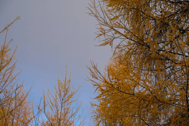 Золотая японская лиственница на голубом фоне неба. Копирование пространства. - Фото, изображение