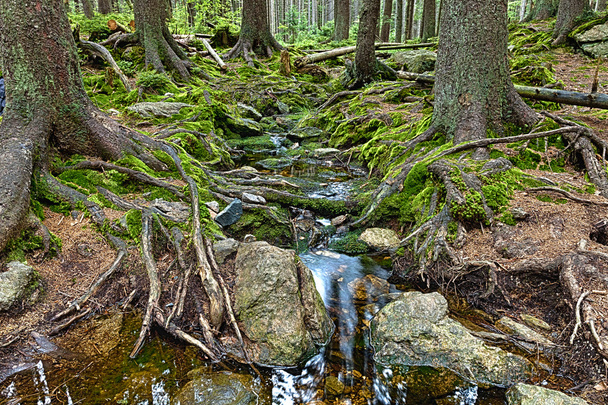 A floresta primitiva com o riacho - HDR
 - Foto, Imagem