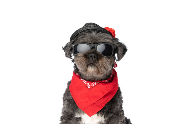δροσερό σκυλί της μόδας φορώντας γυαλιά ηλίου, μια κόκκινη μπαντάνα και ένα καπέλο σχεδόν πέφτει από το κεφάλι του - Φωτογραφία, εικόνα