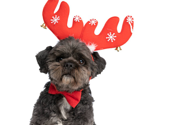 beautiful metis dog wearing red reindeer horns and bowtie against white studio background - 写真・画像