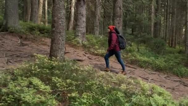 wandelaar wandelen in groene bossen. Jonge vrouw met rugzak trekking in het bos. - Video
