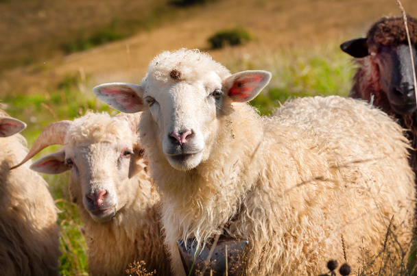 Flock of sheep grazing - Foto, immagini