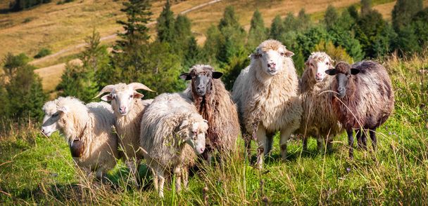 Flock of sheep grazing - Фото, изображение