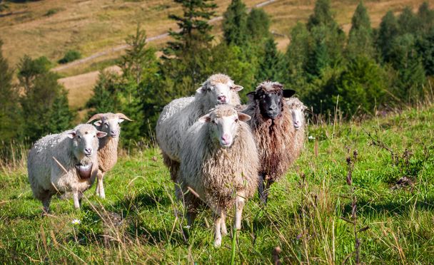Flock of sheep grazing - Foto, Bild