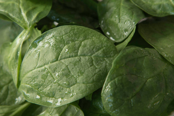 Green spinach leaves freshly washed, close up. - Фото, изображение