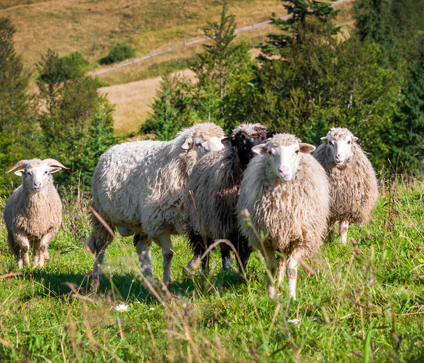 Flock of sheep grazing - Fotoğraf, Görsel