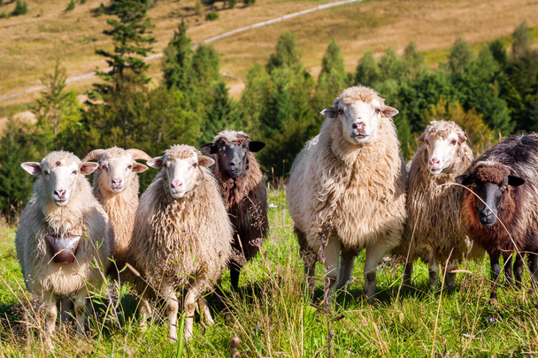 Flock of sheep grazing - Foto, Imagen