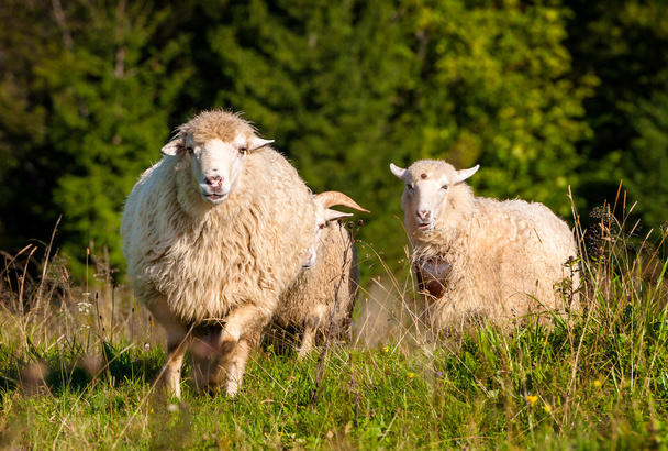 Flock of sheep grazing - Zdjęcie, obraz