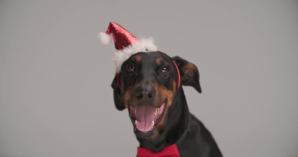 roztomilý Dobermann štěně nosí červenou motýlku a vánoční čelenku, dívá se nahoru, oddychuje a vystrkuje jazyk na šedém pozadí ve studiu - Záběry, video