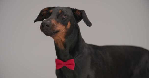 エレガントなドーバーマンの子犬が立っていて、鼻を舐めていて、舌を出して、側を見て、スタジオでグレーの背景に赤い蝶ネクタイをしています - 映像、動画