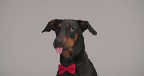 imádnivaló fekete dobermann kutyus visel piros csokornyakkendő, kiálló nyelv és nyalás orr szürke háttér stúdió - Felvétel, videó