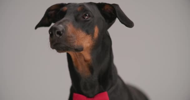 közelről imádnivaló dobermann kutya visel piros csokornyakkendő a nyak körül, kiálló nyelv és felnézett szürke háttér - Felvétel, videó