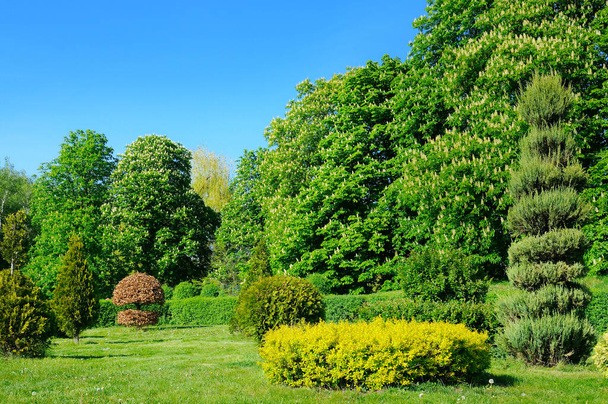 A beautiful urban garden with conifers, flowering chestnuts and a green meadow. Bright spring landscape. - Φωτογραφία, εικόνα