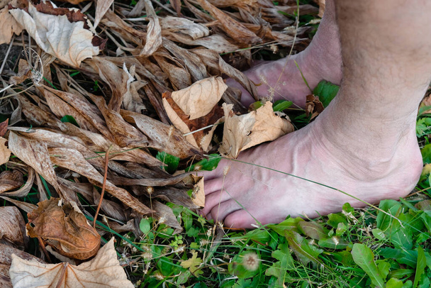 先輩は草の上を裸足で歩く。秋の芝生の上で弱虫のオスの足. - 写真・画像