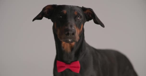 elegante cachorro dobermann con pajarita roja alrededor del cuello, jadeando, sacando la lengua, lamiendo la nariz y mirando hacia arriba sobre fondo gris en el estudio - Imágenes, Vídeo