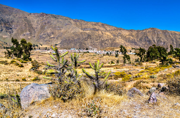 Kaktusy w kanionie Colca w Peru - Zdjęcie, obraz
