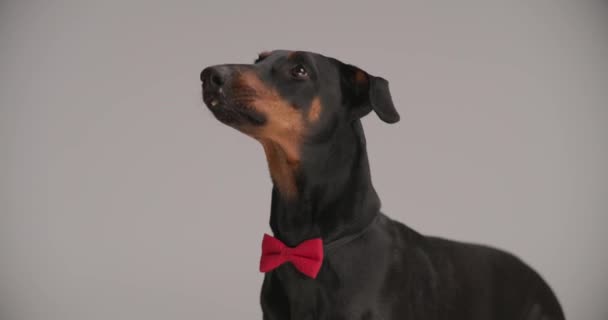 zijaanzicht van schattige dobermann puppy met rode strikje naar boven kijkend, tong uitstekend en neus likkend op grijze achtergrond in studio - Video