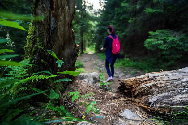Bäume und Felsen auf Wanderweg gegen verschwommene Frau mit Rucksack beim Trekking in den Bergen - Foto, Bild