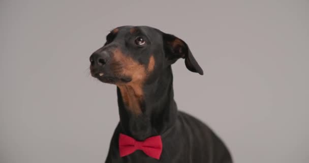 hambriento lindo perro dobermann con corbata sobresaliendo lengua y lamiendo la nariz mientras curiosamente mira hacia arriba sobre fondo gris - Imágenes, Vídeo