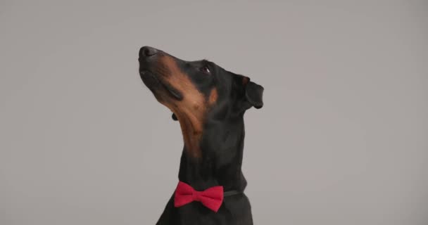 zvědavý elegantní dobermann štěně nosí červenou motýlku, vzhlíží, vyčnívá jazyk a lízání nosu na šedém pozadí - Záběry, video