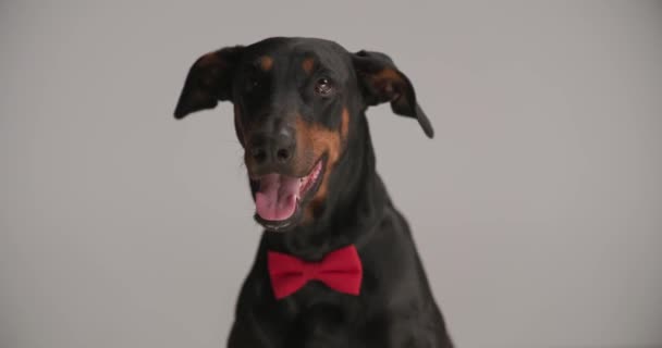 elegáns fekete dobermann kutya piros csokornyakkendővel a nyak körül kidugja a nyelvét, és lihegve néz fel szürke háttér stúdió - Felvétel, videó