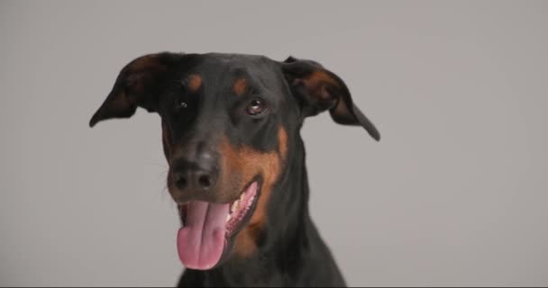 schattig en gelukkig dobermann hond steken uit tong, hijgen, bewegend hoofd en zitten op grijze achtergrond in de studio - Video