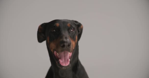 hongerige schattige doberman puppy steken uit tong, hijgen, kijken omhoog en opzij terwijl zitten op grijze achtergrond in de studio - Video