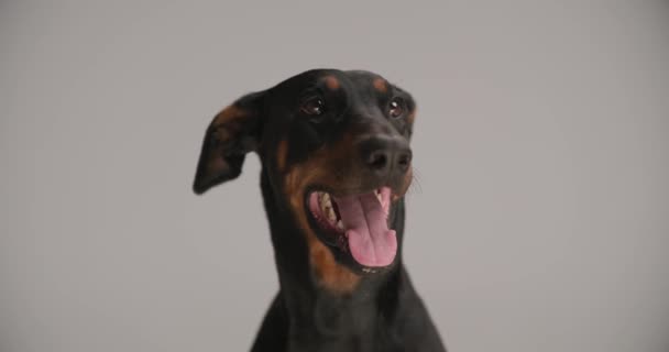 kíváncsi kis dobermann kutyus néz fel, hogy éhes, nyalás orr, miközben kilóg a nyelv és ül a szürke háttér - Felvétel, videó