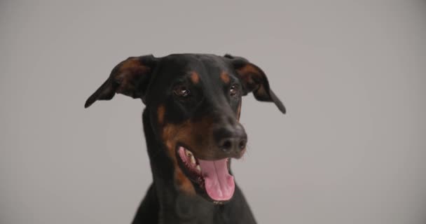 schattige dobermann pup steken uit tong, omhoog kijken en hijgen terwijl zitten op grijze achtergrond in de studio - Video