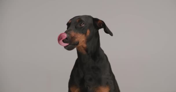 zvědavý dobermann pes vystrkující jazyk, supění a lízání nosu při pohledu nahoru a posezení na šedém pozadí ve studiu - Záběry, video