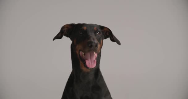 zittend mooie dobermann hond kijken omhoog, hijgen en steken uit tong, nieuwsgierig en gretig terwijl zitten op grijze achtergrond - Video
