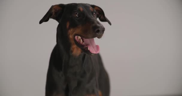 rozkošný dobermann štěně lízání nosu, vyčnívající jazyk a oddychování při stání na šedém pozadí ve studiu - Záběry, video