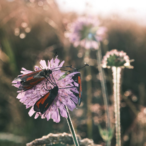 A selective focus shot of burnet moths on a pink flower - Zdjęcie, obraz