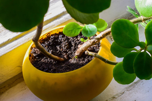 sistema de raiz tronco de saudável verde brilhante crassula ovata suculento jade planta sorte árvore de dinheiro no pote amarelo - Foto, Imagem