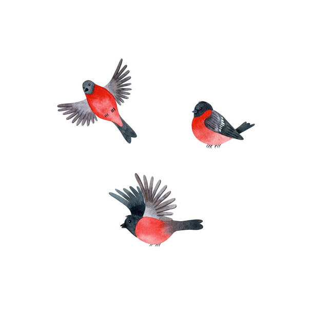 Watercolor set with bullfinches isolated on white background. Hand drawn clipart in cartoon style. - Photo, Image