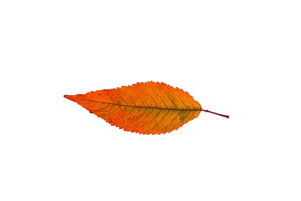 single red, yellow, brown leaf on a white background - Valokuva, kuva