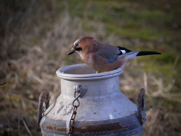 Beautiful and colorful Eurasian Jay (Garrulus glandarius)and old aluminum milk jug. - Photo, Image