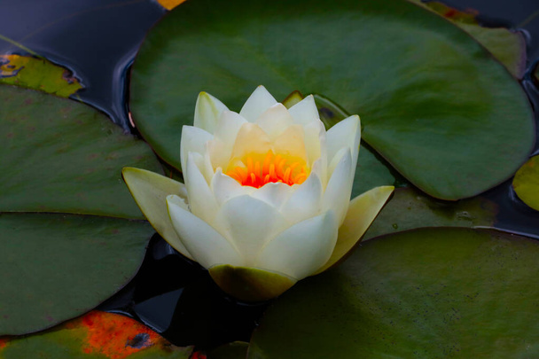Lirio de agua de loto floreciente en el estanque en un día soleado - Foto, Imagen