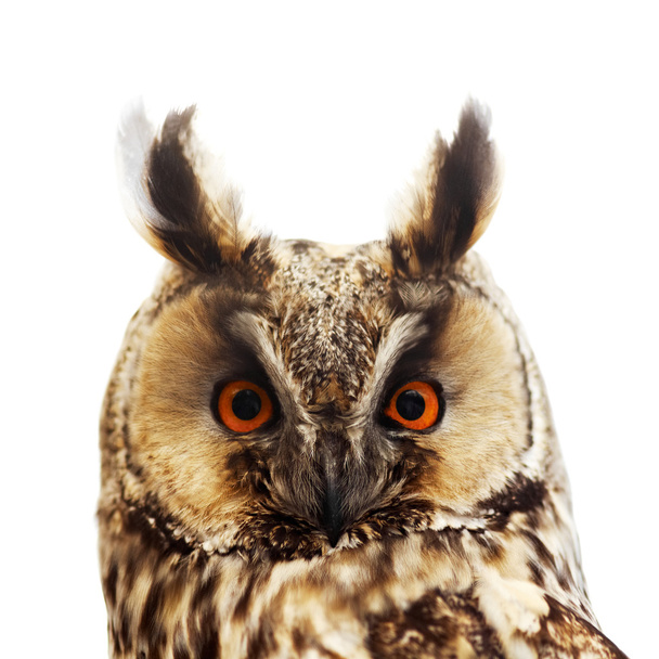 Long-eared owl portrait, isolated on white - Foto, Imagem