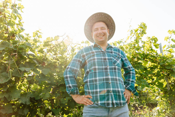 wine farmer in a shirt with squares is on the vineyard with vines - 写真・画像