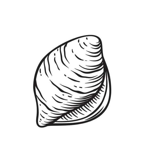 Hand drawn seashell - Вектор, зображення