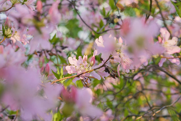Rózsaszín virágok homályos bokeh háttér. - Fotó, kép