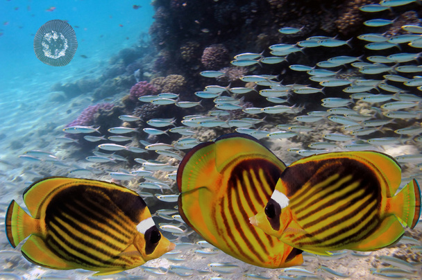 Pesukarhu perhonen kala koralliriutalla
 - Valokuva, kuva