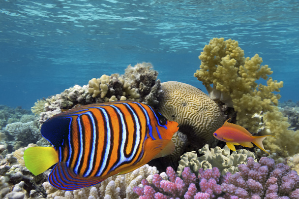 Regal Angelfish in the Red Sea, Egypt - Photo, Image