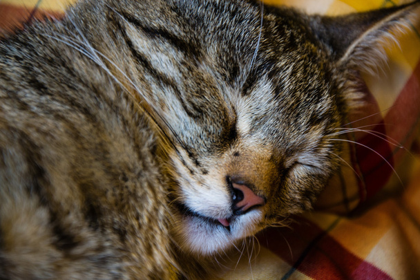 Portrait de chat endormi
 - Photo, image