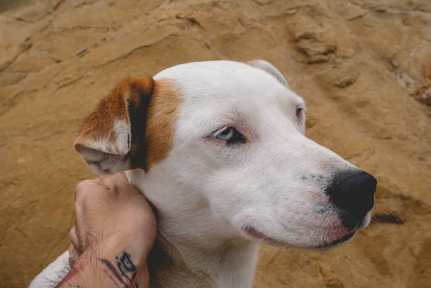 Tatuato teen mano petting un bel bianco giovane cane con macchie marroni e occhi bianchi e blu nella natura - Foto, immagini