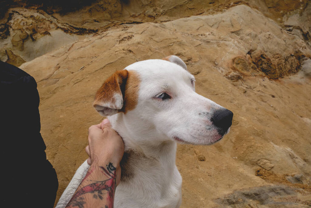 Tattooed teen hand petting a beautiful white young dog with brown spots and white and blue eyes in the nature - Photo, Image