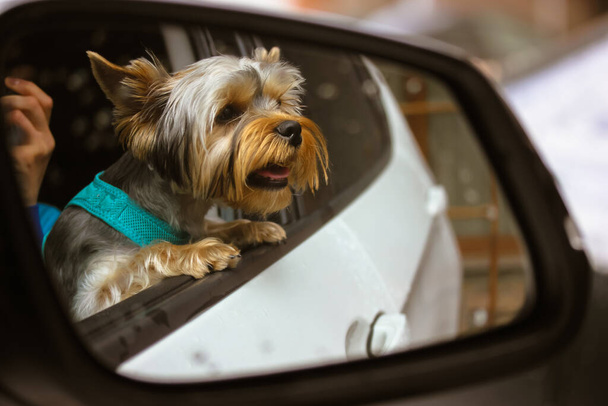 Funny cute Yorkshire Terrier little dog looks out the open car window. Reflection of a brown doggie in the side mirror. Traveling with a pet. Journey trip vacation. Happy animal. Dog-traveller outdoor - Photo, Image