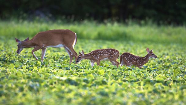 Whitetailed deer fawn - Foto, afbeelding