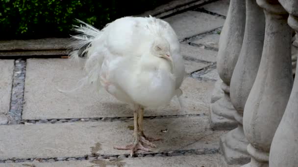 Beyaz tavus kuşu bir yolda dinlenirken, beyaz tavus kuşu bu türün en çarpıcı varyasyonlarından biridir.. - Video, Çekim